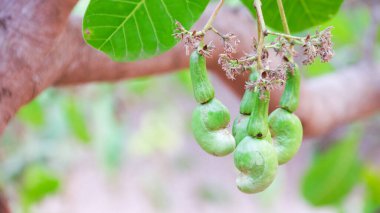 Hastalıktan kaynaklanan yara izleri olan kusurlu kaju fıstığı.