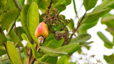 Hastalıktan kaynaklanan yara izleri olan kusurlu kaju fıstığı.