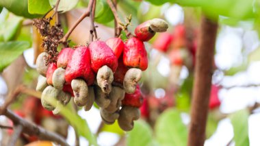 Hastalıktan kaynaklanan yara izleri olan kusurlu kaju fıstığı.