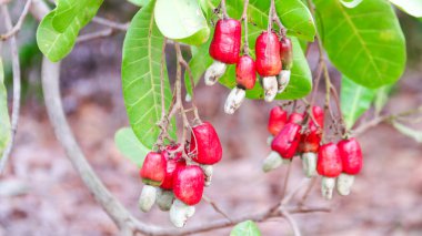 Hastalıktan kaynaklanan yara izleri olan kusurlu kaju fıstığı.