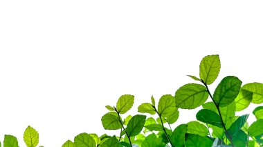 Kesme yolları ile izole yeşil ağaç üst yaprakları