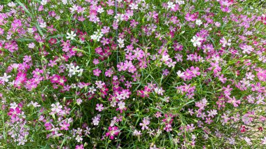 Çingene çiçeklerinin çeşitli renklerdeki görüntüsünü kapat