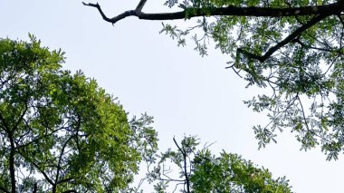 Bir çiftlik bahçesindeki ağaç tepelerinin arka planlarına bak.