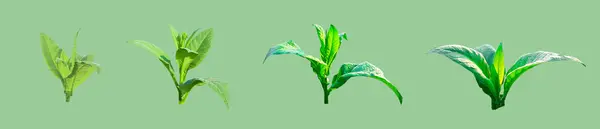 stock image A cut-out image of a tobacco plants with clipping paths is set against a green background. The vibrant green of the background contrasts with the depiction of the tobacco plant.