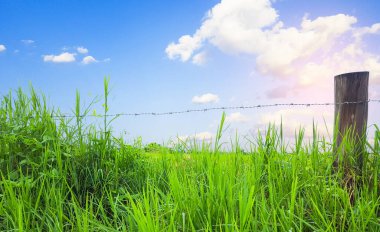Arkasında tahta kazıklar ve tel örgü olan canlı bir ot kümesi. Sahne, berrak mavi bir gökyüzüne karşı serin ve resmedilmiş kırsal bir manzara yaratıyor..