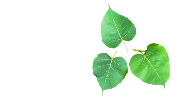 stock image Feature image of a beautifully detailed cut-out of green Bodhi leaves with clipping paths on a white background.