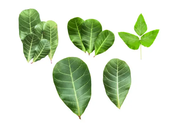 stock image Feature image of a beautifully detailed cut-out of green leaves with clipping paths on a white background.