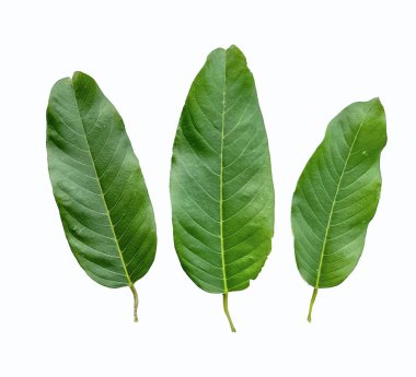 Bu resim beyaz arkaplanda tek bir yeşil yaprağın güzel detaylandırılmış bir kesimini gösteriyor. Yapraklar, el değmemiş beyaz arkaplanda keskin bir şekilde duruyor..