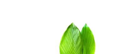 Beyaz arka planda kesme yolları olan bir zerdeçal yaprağının kesimi. Canlı yeşil renk ve yaprağın detaylı damarları açıkça görülebiliyor, doğal güzelliğini ve dokusunu sergiliyor..