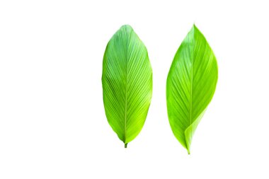 Beyaz arka planda kesme yolları olan bir zerdeçal yaprağının kesimi. Canlı yeşil renk ve yaprağın detaylı damarları açıkça görülebiliyor, doğal güzelliğini ve dokusunu sergiliyor..