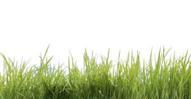 Kesme yolları olan beyaz bir arka planda yeşil uzun çimen yığınından bir kesit. Detaylı bıçaklar ve doğal doku, doğanın gözle görülür güzelliğidir..