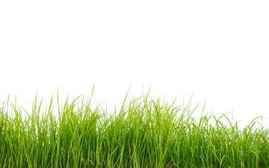 Kesme yolları olan beyaz bir arka planda yeşil uzun çimen yığınından bir kesit. Detaylı bıçaklar ve doğal doku, doğanın gözle görülür güzelliğidir..