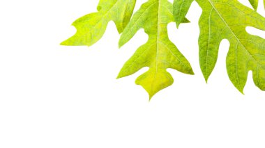 Beyaz arka planda izole edilmiş bir papaya yaprağı. Yaprağın yapısı ve canlı yeşil rengin karmaşık detayları açıkça görülebilir, doğal güzelliğini ve eşsiz şeklini sergiliyor..