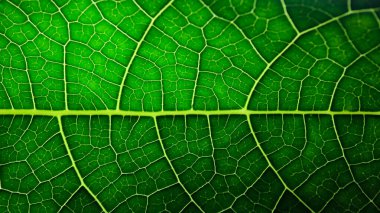 Damarları açıkça görülebilen yeşil bir yaprağın yakın plan fotoğrafı. Yaprağın detaylı dokusu ve canlı yeşil rengi, doğanın güzelliğini gözler önüne seriyor.