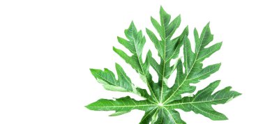 Beyaz arka planda kesme yolları olan bir papaya yaprağı. Yaprağın yapısı ve canlı yeşil rengin karmaşık detayları açıkça görülebilir, doğal güzelliği ve benzersiz şekli sergiliyor..