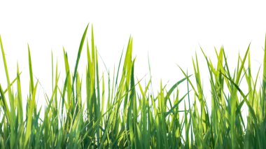 Kesme yolları olan beyaz bir arka planda yeşil uzun çimen yığınından bir kesit. Detaylı bıçaklar ve doğal doku, doğanın gözle görülür güzelliğidir..