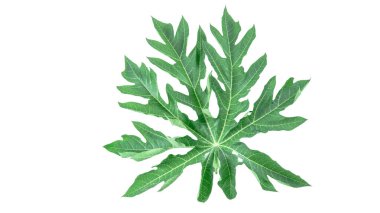 Beyaz arka planda izole edilmiş bir papaya yaprağı. Yaprağın yapısı ve canlı yeşil rengin karmaşık detayları açıkça görülebilir, doğal güzelliğini ve eşsiz şeklini sergiliyor..