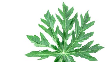 Beyaz arka planda izole edilmiş bir papaya yaprağı. Yaprağın yapısı ve canlı yeşil rengin karmaşık detayları açıkça görülebilir, doğal güzelliğini ve eşsiz şeklini sergiliyor..