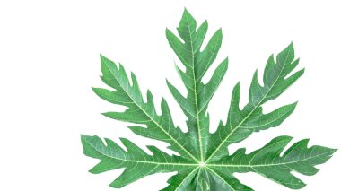 Beyaz arka planda izole edilmiş bir papaya yaprağı. Yaprağın yapısı ve canlı yeşil rengin karmaşık detayları açıkça görülebilir, doğal güzelliğini ve eşsiz şeklini sergiliyor..