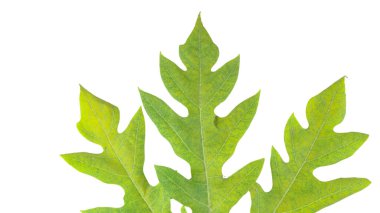 Beyaz arka planda izole edilmiş bir papaya yaprağı. Yaprağın yapısı ve canlı yeşil rengin karmaşık detayları açıkça görülebilir, doğal güzelliğini ve eşsiz şeklini sergiliyor..