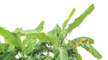 Muz ağacından kesilmiş ve beyaz arka planda kırpma yolu olan yapraklar. Kolay düzenleme için ayrıntılı kırpma yolları. Tasarım projeleri sunumlarında veya eğitim materyallerinde kullanım için ideal.