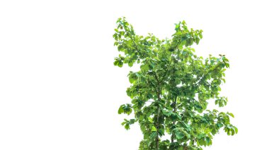 Kesme yolları olan beyaz bir arka planda bir meşe ağacının kesimi. Ağacın doğal güzelliğini ve şeklini vurgulayan ayrıntılı yapı ve gür yapraklar vurgulanmıştır..