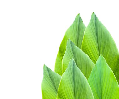 Kesme yolları olan beyaz bir arka planda yaprak kesimi. Ağacın doğal güzelliğini ve şeklini vurgulayan ayrıntılı yapı ve gür yapraklar vurgulanmıştır..