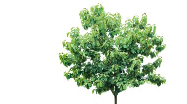 A cut-out of a teak tree on a white background with clipping paths. The detailed structure and lush foliage are highlighted, emphasizing the tree's natural beauty and form. clipart