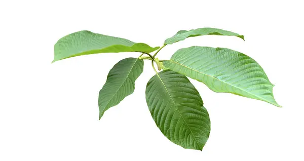 Kratom ya da Mitragyna Specosa Korth 'un beyaz arkaplanda kırpma yolları bulunan görüntüsü. Çeşitli tasarım ve eğitim kullanımları için ideal.