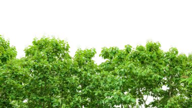 Kesme yolları olan beyaz bir arka planda bir meşe ağacının kesimi. Ağacın doğal güzelliğini ve şeklini vurgulayan ayrıntılı yapı ve gür yapraklar vurgulanmıştır..