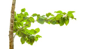 Kesme yolları olan beyaz bir arka planda bir meşe ağacının kesimi. Ağacın doğal güzelliğini ve şeklini vurgulayan ayrıntılı yapı ve gür yapraklar vurgulanmıştır..