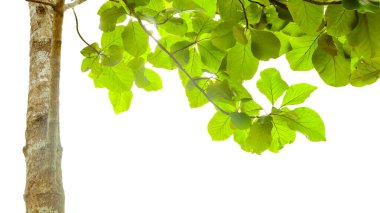 Kesme yolları olan beyaz bir arka planda bir meşe ağacının kesimi. Ağacın doğal güzelliğini ve şeklini vurgulayan ayrıntılı yapı ve gür yapraklar vurgulanmıştır..