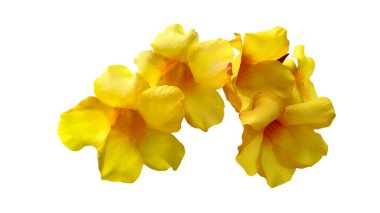 Kesme yolları olan beyaz bir arka planda sarı bir çiçeğin kesme görüntüsü. Tasarım ve eğitim materyalleri için mükemmel.