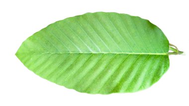 Kesme yolları olan beyaz bir zemin üzerinde ağaç tepesinden kesilmiş bir yaprak. Ağacın doğal güzelliğini ve şeklini vurgulayan ayrıntılı yapı ve gür yapraklar vurgulanmıştır..