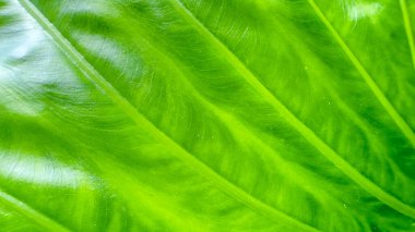 Damarları açıkça görülebilen yeşil bir yaprağın yakın plan fotoğrafı. Yaprağın detaylı dokusu ve canlı yeşil rengi vurgulanıyor, karmaşık desenleri ve doğal güzelliği gözler önüne seriyor..