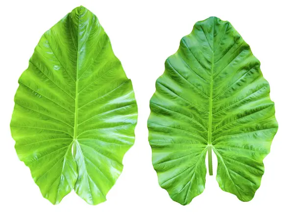 stock image Huge Elephant Ear Leaf cut out on white background with clipping paths. Gigantic tall plant also called Taro for education material and other designs.