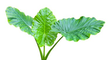 Dev Fil Kulak Yaprağı, kesme yollarıyla beyaz arka planda kesilmiş. Eğitim materyali ve diğer tasarımlar için Taro denilen dev gibi uzun bir bitki..