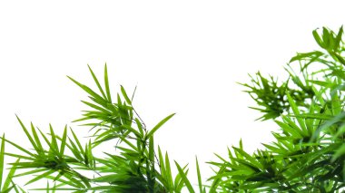 Kesme yolları olan beyaz bir arka planda bambu yaprağı kesimi. Ağacın doğal güzelliğini ve şeklini vurgulayan ayrıntılı yapı ve gür yapraklar vurgulanmıştır..