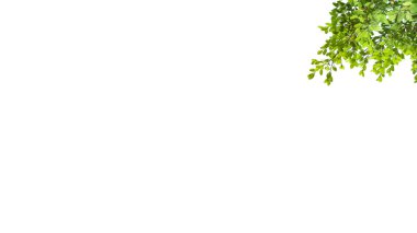 Kesme yolları olan beyaz bir zemin üzerinde ağaç tepesinden kesilmiş bir yaprak. Ağacın doğal güzelliğini ve şeklini vurgulayan ayrıntılı yapı ve gür yapraklar vurgulanmıştır..