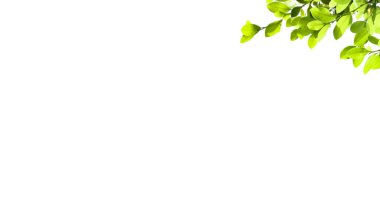 Kesme yolları olan beyaz bir zemin üzerinde ağaç tepesinden kesilmiş bir yaprak. Ağacın doğal güzelliğini ve şeklini vurgulayan ayrıntılı yapı ve gür yapraklar vurgulanmıştır..