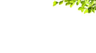 Kesme yolları olan beyaz bir zemin üzerinde ağaç tepesinden kesilmiş bir yaprak. Ağacın doğal güzelliğini ve şeklini vurgulayan ayrıntılı yapı ve gür yapraklar vurgulanmıştır..