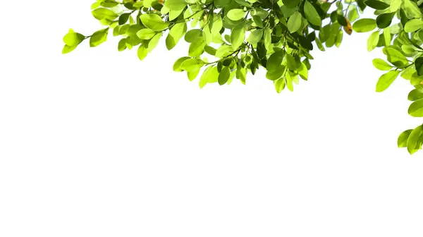 Kesme yolları olan beyaz bir zemin üzerinde ağaç tepesinden kesilmiş bir yaprak. Ağacın doğal güzelliğini ve şeklini vurgulayan ayrıntılı yapı ve gür yapraklar vurgulanmıştır..