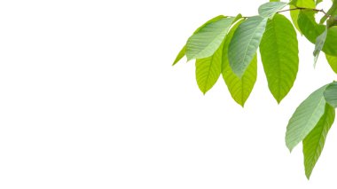 Kesme yolları olan beyaz bir arka planda bir ağacın tepesinden kesilmiş. Ağacın doğal güzelliğini ve şeklini vurgulayan ayrıntılı yapı ve gür yapraklar vurgulanmıştır..