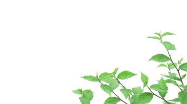 Özenle hazırlanmış kırpma yolları olan bir ot bitkisinin görüntüsünü kes, temiz beyaz bir arkaplanda konumlandırılmış, tasarımda kusursuz kullanım için bitkinin karmaşık detaylarını vurgula.