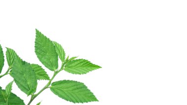 Özenle hazırlanmış kırpma yolları olan bir ot bitkisinin görüntüsünü kes, temiz beyaz bir arkaplanda konumlandırılmış, tasarımda kusursuz kullanım için bitkinin karmaşık detaylarını vurgula.