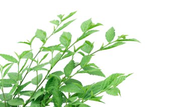 Özenle hazırlanmış kırpma yolları olan bir ot bitkisinin görüntüsünü kes, temiz beyaz bir arkaplanda konumlandırılmış, tasarımda kusursuz kullanım için bitkinin karmaşık detaylarını vurgula.