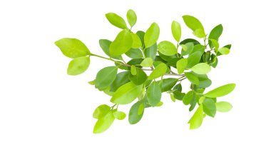 Ficus benjamina 'dan bir kesit beyaz arka planda kırpma yolları ile ayrılır. Ağacın doğal güzelliğini ve şeklini vurgulayan ayrıntılı yapı ve gür yapraklar vurgulanmıştır..