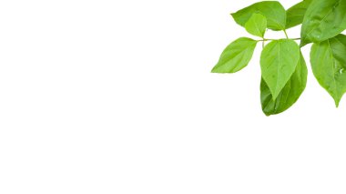 Tam olarak kırpılmış bir Bougainvillea glabra yaprağı resmi, doğru kırpma yolları ile, beyaz bir arkaplan üzerine kurulmuş, yaprağın canlı dokusu ve şekli çeşitli tasarım projelerinde kusursuz kullanım için yakalanıyor.