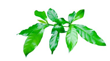 Gardenya yaprağından kesilen ve beyaz bir arkaplan üzerine yerleştirilmiş iyi tanımlanmış kırpma yolları, yaratıcı çalışmalara mükemmel entegrasyon için pürüzsüz dokuyu ve parlak yüzeyi vurguluyor.