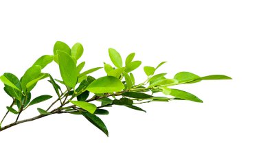 Ficus benjamina 'dan bir kesit beyaz arka planda kırpma yolları ile ayrılır. Ağacın doğal güzelliğini ve şeklini vurgulayan ayrıntılı yapı ve gür yapraklar vurgulanmıştır..